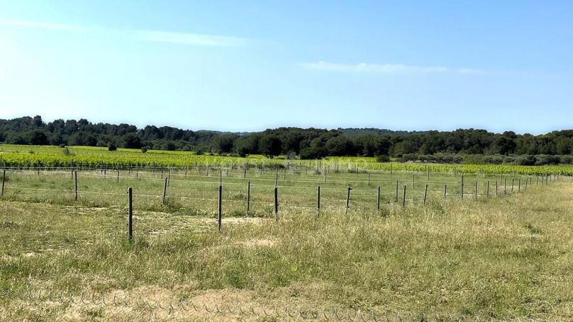 A vendre Domaine languedocien avec installations équestres 34140 Meze