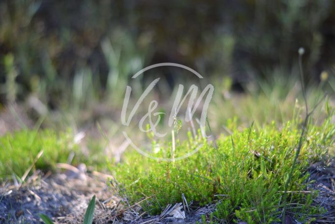 A vendre TERRAIN 4 000 M2 4 000 M2 BORD DE MER LANTON